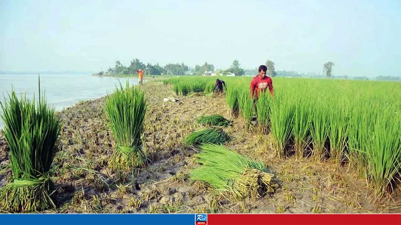 তিস্তার ভাঙনে দিশেহারা কৃষক, স্বপ্নের ধান খাওয়ানো হচ্ছে গরুকে