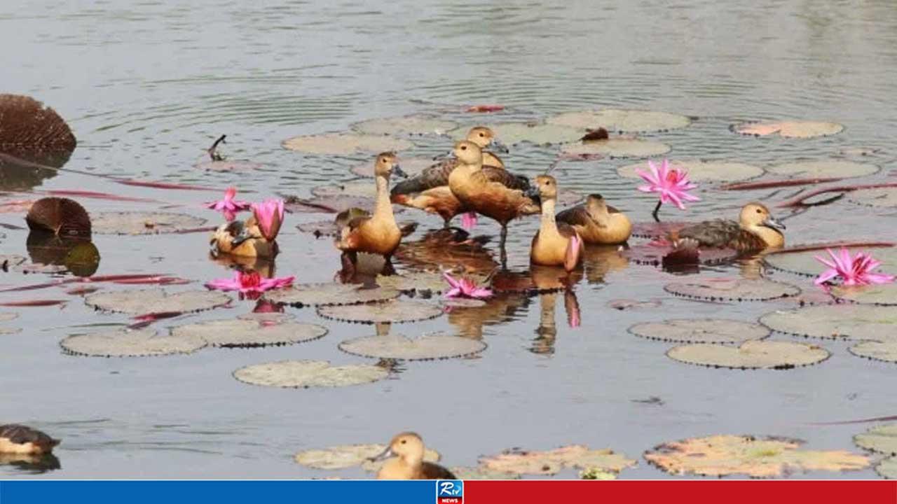 অতিথি পাখির নিরাপত্তায় জাবিতে বহিরাগত প্রবেশ নিষিদ্ধ