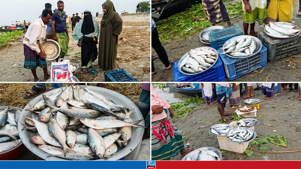 নিষেধাজ্ঞাতেও পদ্মাপাড়ে চলছে ইলিশের জমজমাট বেচাকেনা
