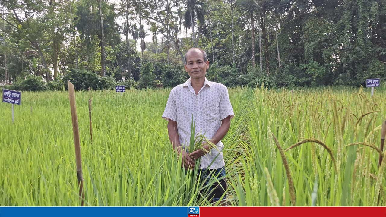 জরাজীর্ণ ঘরেই ধান নিয়ে গবেষণা, ২১ বছরে ২৫ জাত উদ্ভাবন সেন্টু হাজংয়ের