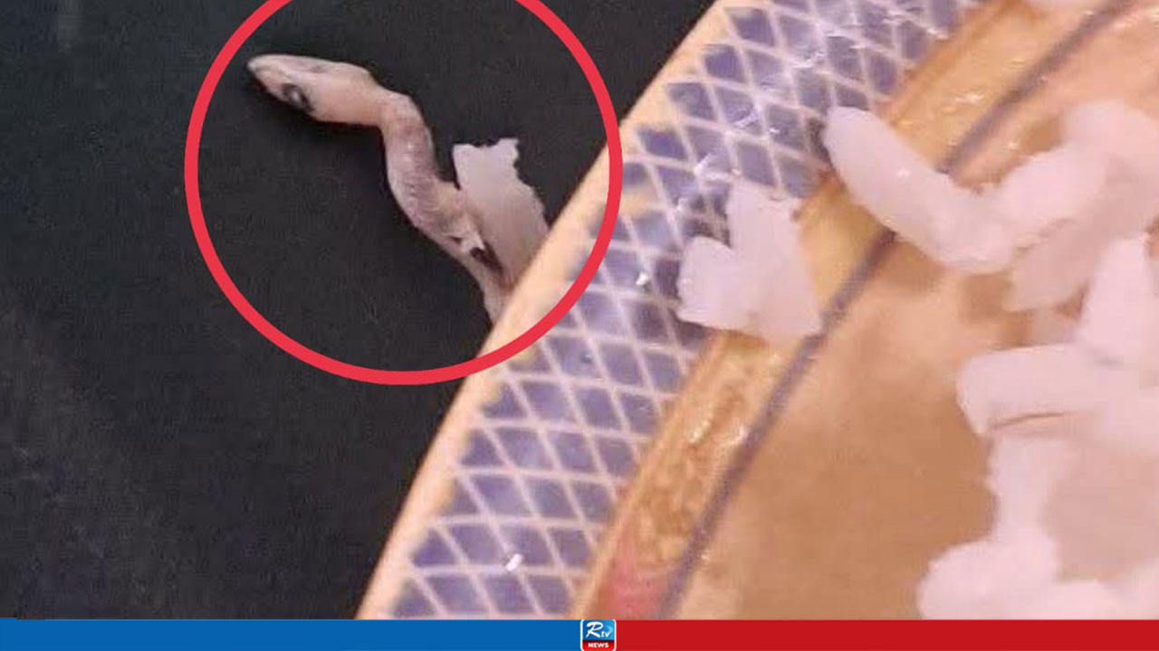 হলের ডাইনিংয়ের ভাতে সিদ্ধ টিকটিকি, অর্ধেক খাওয়ার পর দেখলেন শিক্ষার্থী