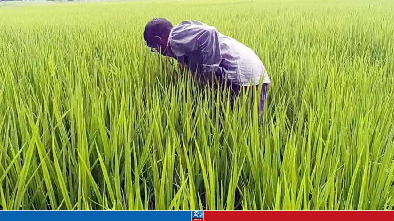 আমনের মাঠে ইঁদুরের হানা, কৃষকের স্বপ্নে দুশ্চিন্তার ছায়া
