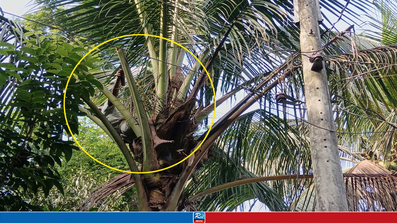 নারিকেল গাছে উঠেই ‘মাগো’ বলে চিৎকার বৃদ্ধের, অতঃপর...