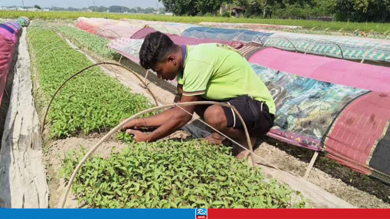 শীতকালীন সবজির চারা উৎপাদন করে কোটি টাকার বাণিজ্য