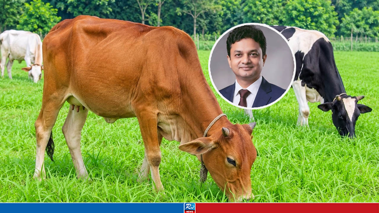 মানবদেহে শনাক্ত গরুর শামান্ডা ভাইরাস, সতর্কতার পরামর্শ বাকৃবি অধ্যাপকের