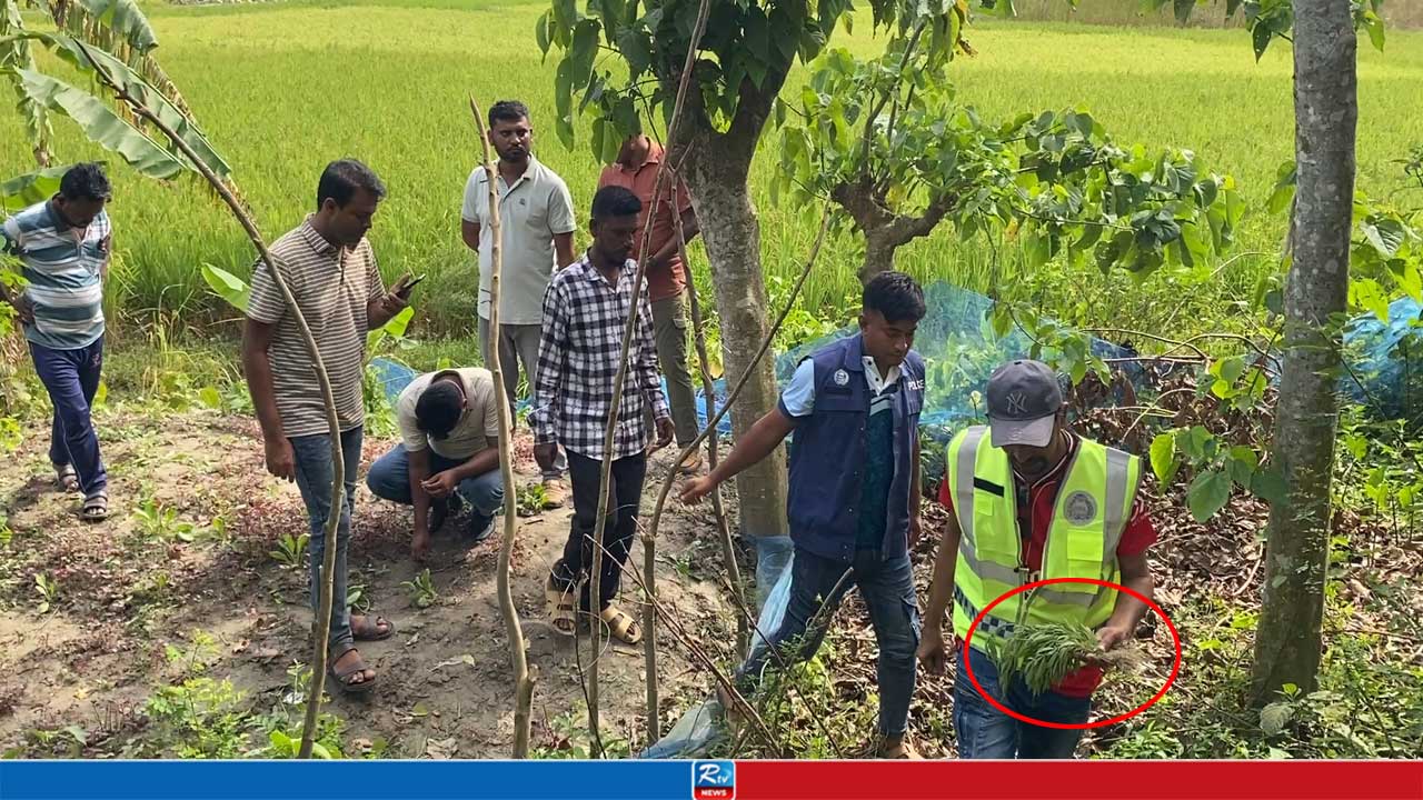 লালশাক ক্ষেতে মিলল ৫১ গাঁজা গাছ, দুই ভাই আটক