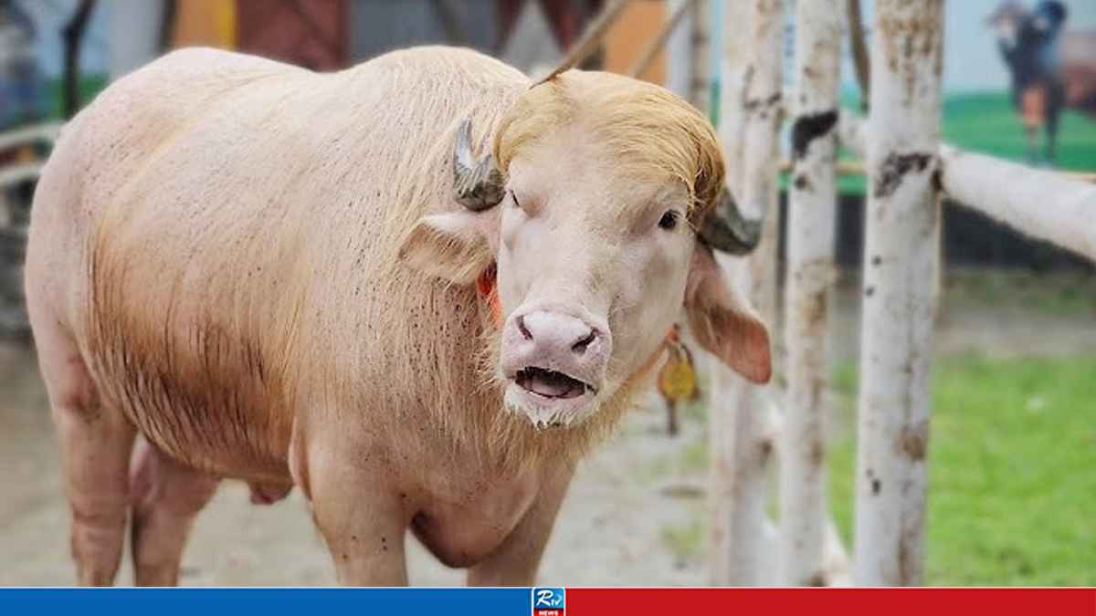 'Donald Trump' Awaits Sacrifice This Eid