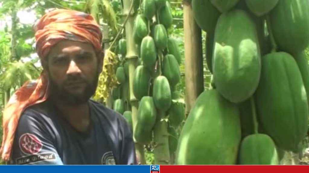কুলে ধরা খেয়ে পেঁপেতে বাজিমাতের অপেক্ষায় কৃষক!