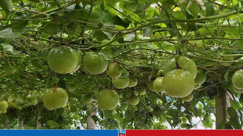 কক্সবাজারে খেয়ে পছন্দ, বাড়ি ফিরে সেই ফল চাষেই লাখ টাকার বাগান