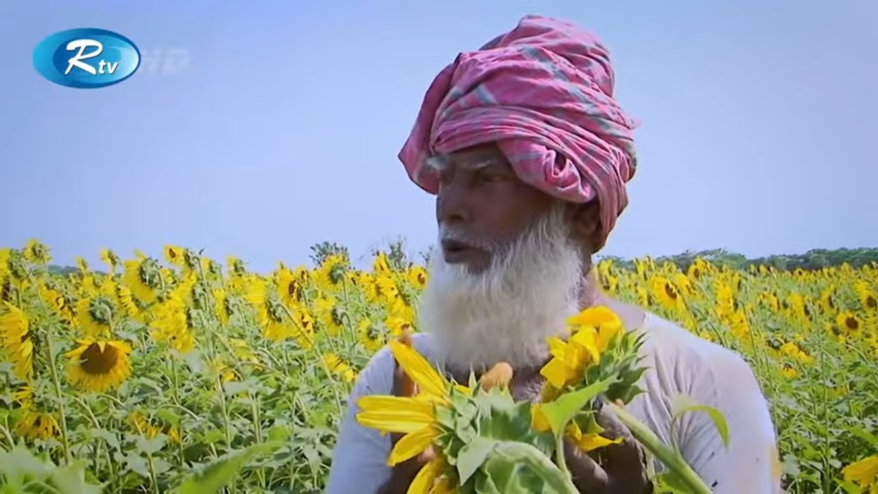 সূর্যমুখী ফুলের চাষ করে বরগুনার কৃষকদের ভাগ্য পরিবর্তন