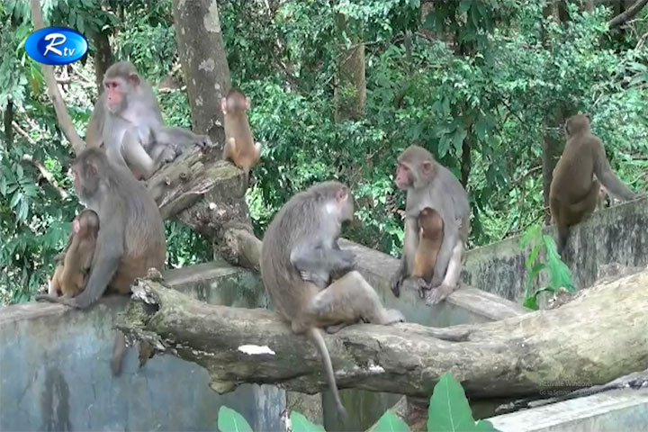 খাদ্যাভাবে বনবিহারের হাজারেরও বেশি বানর (ভিডিও)