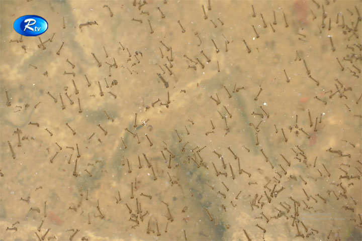 ২০১৯ এর সবচেয়ে আলোচিত রোগ ডেঙ্গু (ভিডিও)