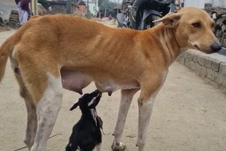 কুকুরের স্তন্যপান করে বেঁচে আছে ছাগলছানা (ভিডিও)