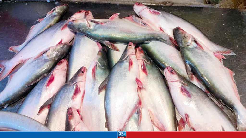 পাঙাশ মাছ, শরীরের জন্য উপকারী নাকি ক্ষতিকর?