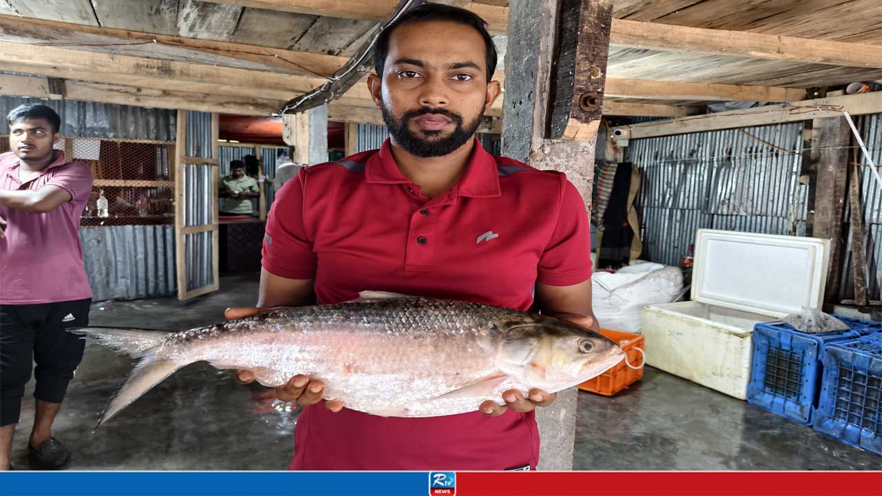 বঙ্গোপসাগরে জেলের জালে মিলল ‘রাজা’ ইলিশ, বিক্রি ৭২০০ টাকায়