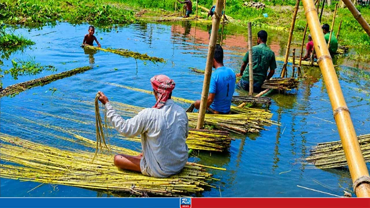 লক্ষ্যমাত্রা ছাড়িয়েছে শেরপুরে পাটের উৎপাদন