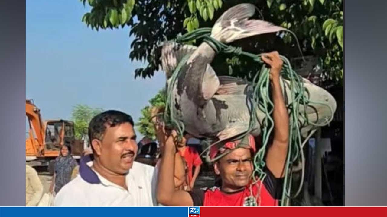 পদ্মায় ধরা পড়ল ৩৩ কেজির বাঘাইড় মাছ