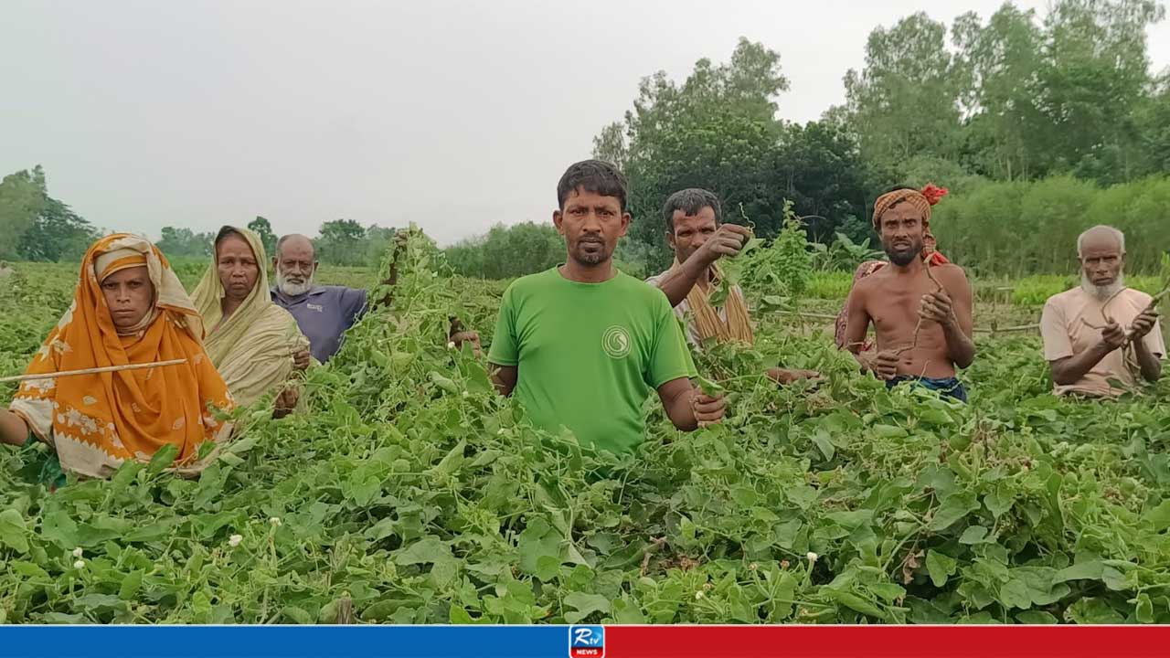 পটলক্ষেতের সঙ্গে এ কেমন শত্রুতা