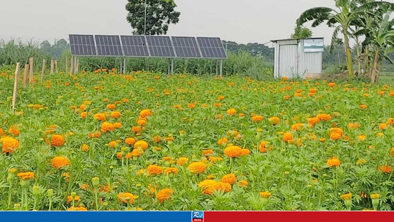 সৌরশক্তিতে বদলে যাচ্ছে কৃষি, কমছে সেচ খরচ