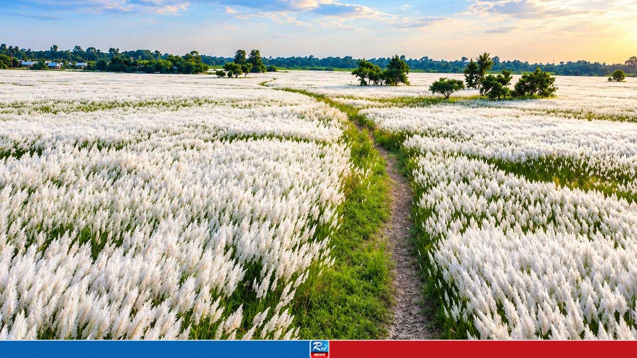 কাশফুলের শুভ্রতায় বদলে গেছে পদ্মার চর