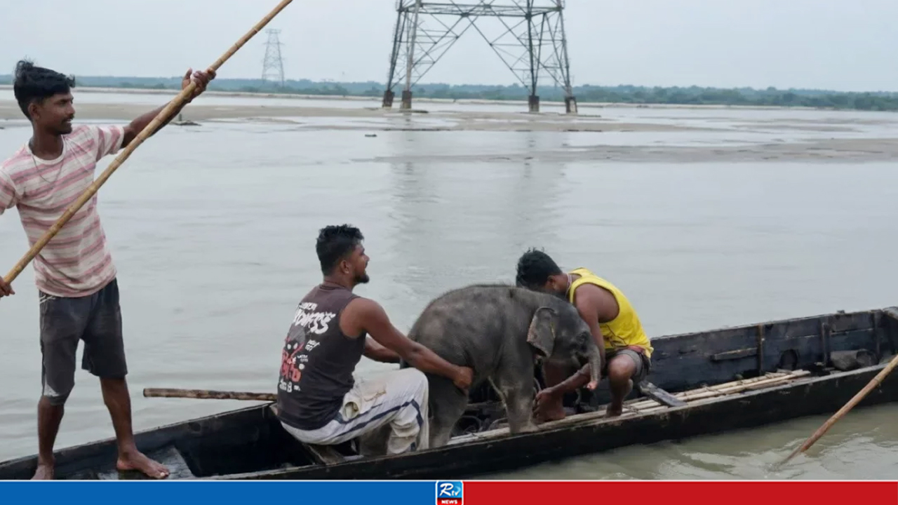 স্রোতে ভেসে যাওয়া হাতিশাবককে বাঁচাতে ৩ কিলোমিটার ছুটলেন জেলেরা