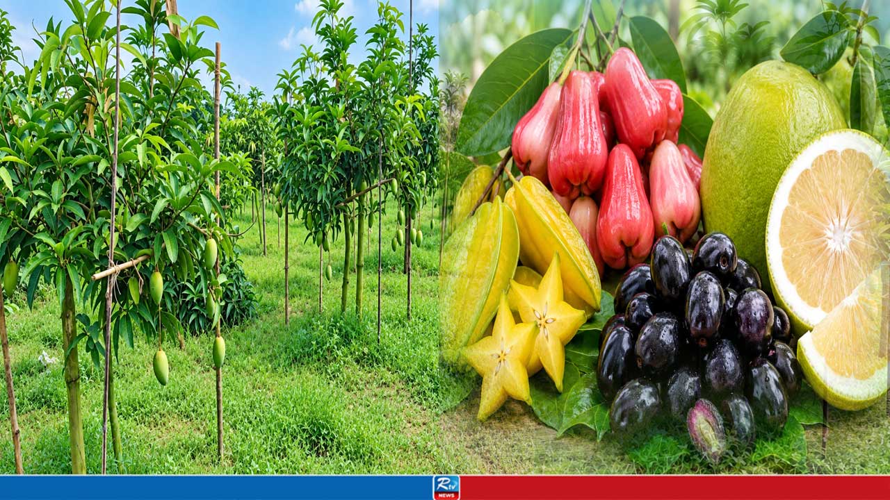 ফরিদপুরে আমের বাগান বাড়লেও কমছে দেশীয় ফলের গাছ