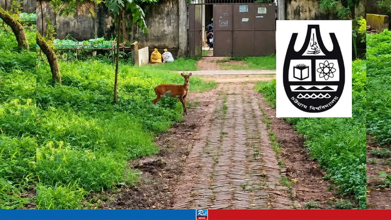 ভোরের নীরবতায় চবির হলে মায়া হরিণের দেখা
