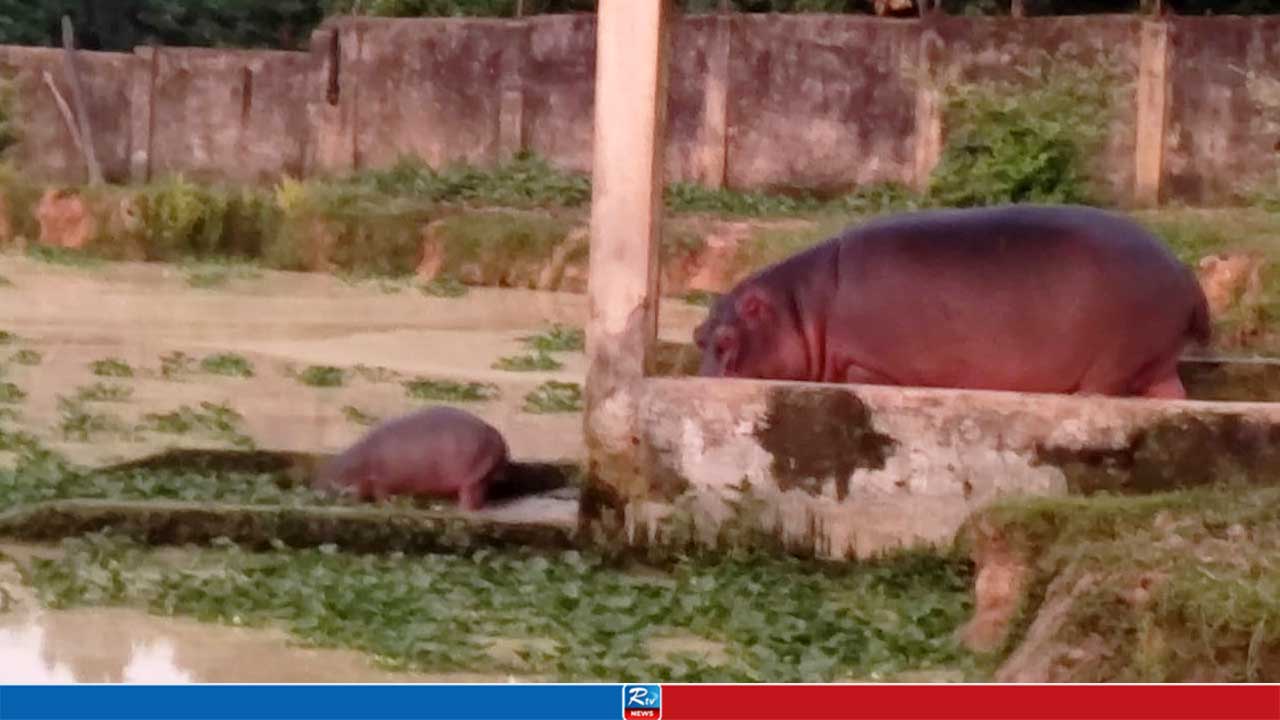 গাজীপুর সাফারি পার্কে জলহস্তী পরিবারে নতুন শাবকের জন্ম