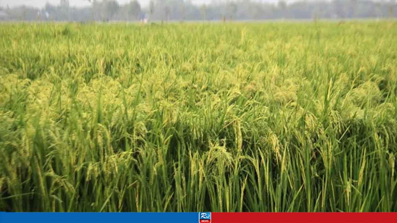 ভালো ফলনের প্রত্যাশায় আমন চাষে ব্যস্ত কৃষকেরা