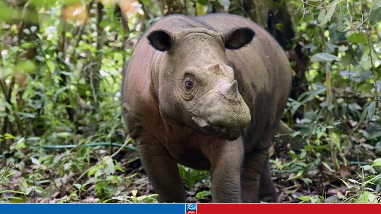 ইন্দোনেশিয়ায় ২ সুমাত্রান গণ্ডারের গর্ভধারণ, মহাবিপন্ন প্রজাতি রক্ষায় আশার আলো