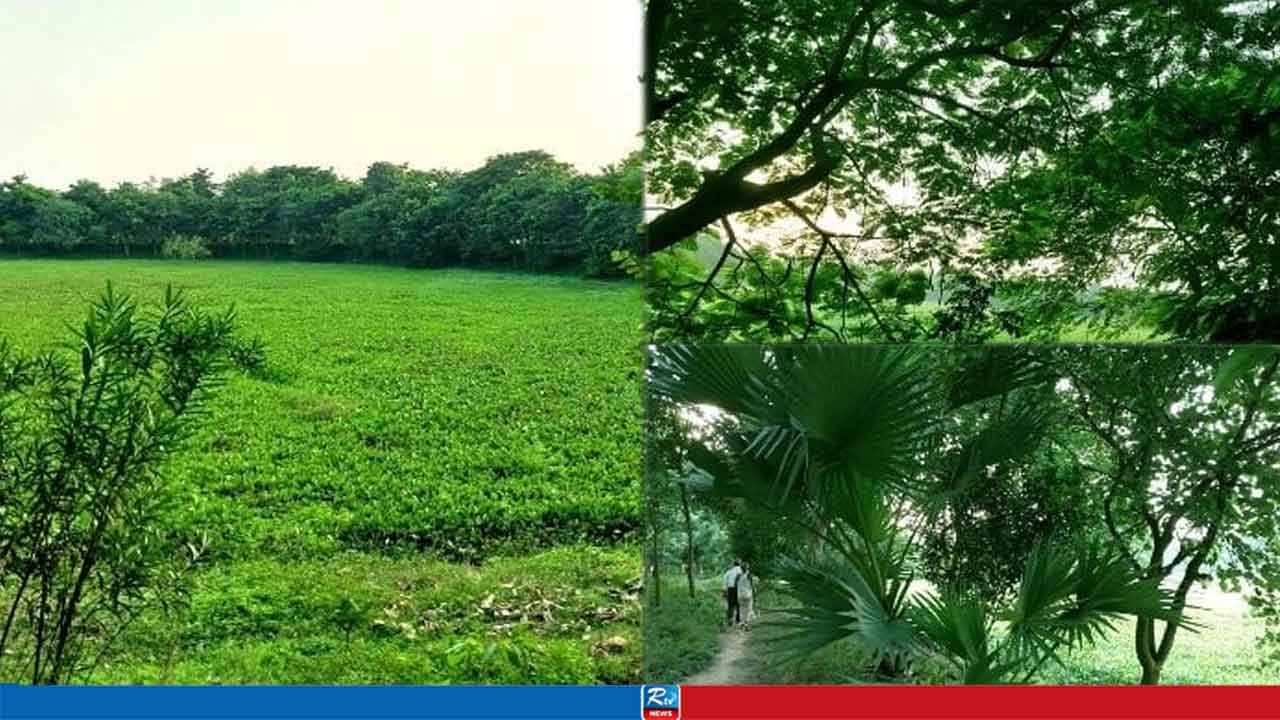 পুনঃখনন ও বনায়নে প্রাণ ফিরেছে ভারাড়দহ বিলে, বেড়েছে জীববৈচিত্র্য