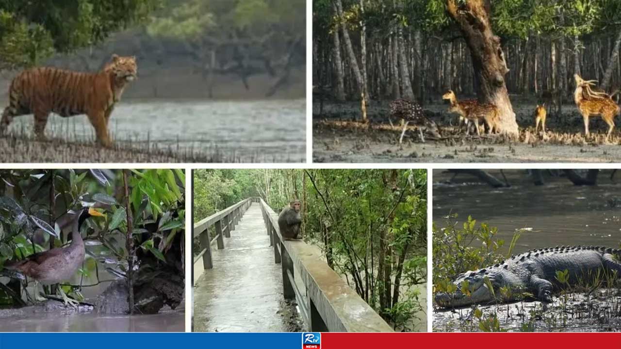 জোয়ারের সঙ্গে শ্বাসরুদ্ধকর লড়াই করে টিকে থাকে সুন্দরবনের বন্যপ্রাণীরা