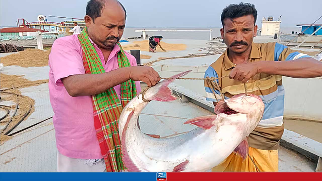 পদ্মায় ধরা ১৭ কেজির পাঙাশ, দাম উঠল যত