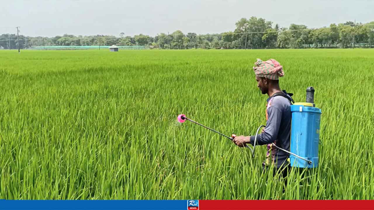 লক্ষ্যমাত্রা ছাড়িয়ে রোপা আমনের আবাদ, কৃষকের মুখে হাসি