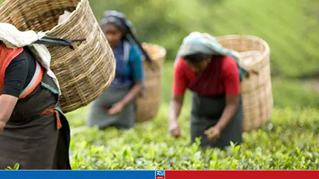 হঠাৎ ‘হিস হিস’ শব্দ, আতংকে চা শ্রমিকরা