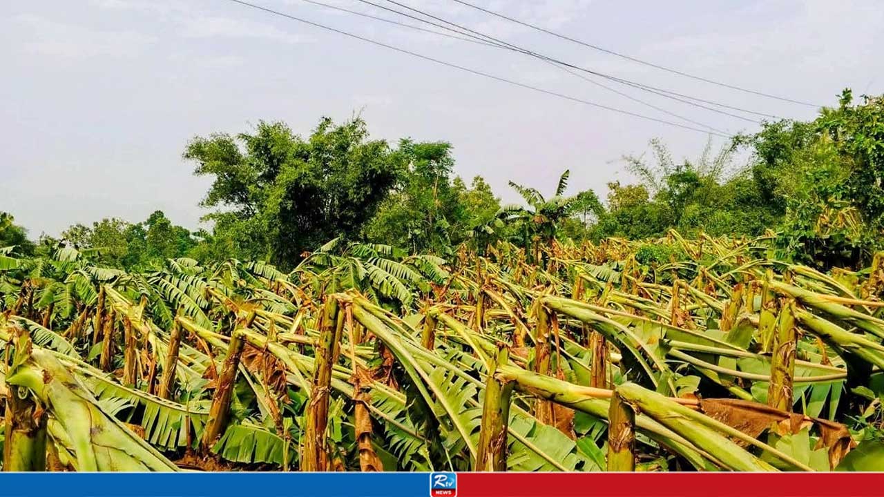 হঠাৎ ঝড়ে লণ্ডভণ্ড ১১০০ বিঘার ফসল, দিশেহারা কৃষকেরা