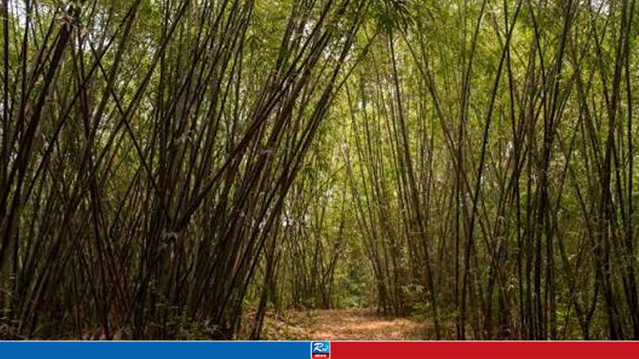 যুবককে বাঁশবাগানে নিয়ে দলবদ্ধ বলাৎকার, ভিডিওধারণ করে ব্ল্যাকমেইল