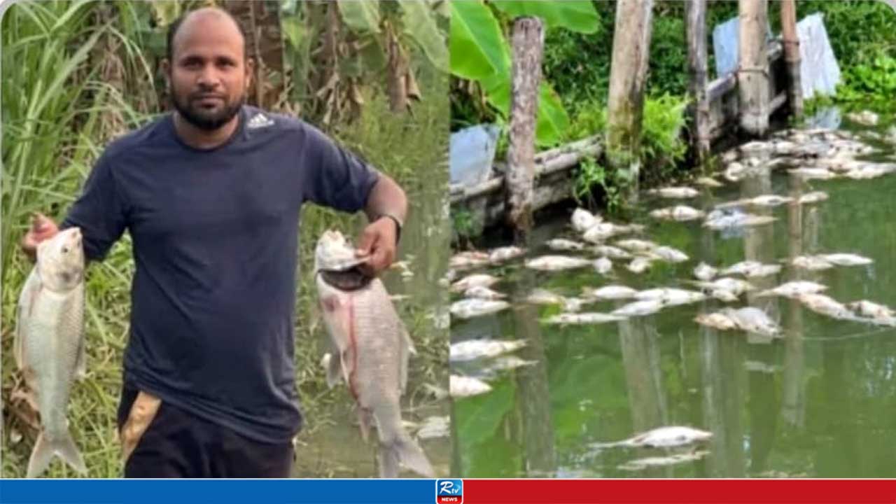 চাঁদা না পেয়ে প্রবাসীর মাছের প্রজেক্টে কালামের তাণ্ডব, অতঃপর...