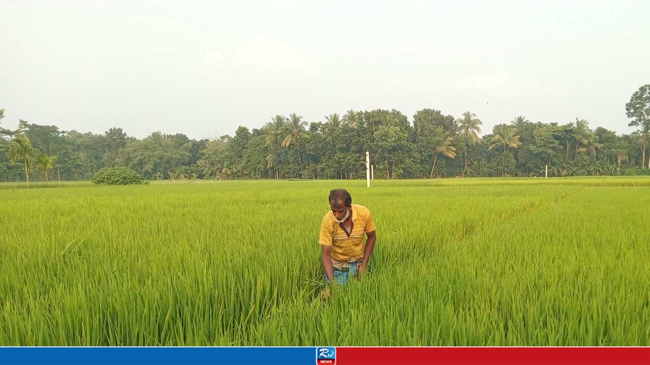 নানা প্রতিকূলতায় পাইকগাছায় আমন আবাদে ঘাটতি ১৫০ হেক্টর
