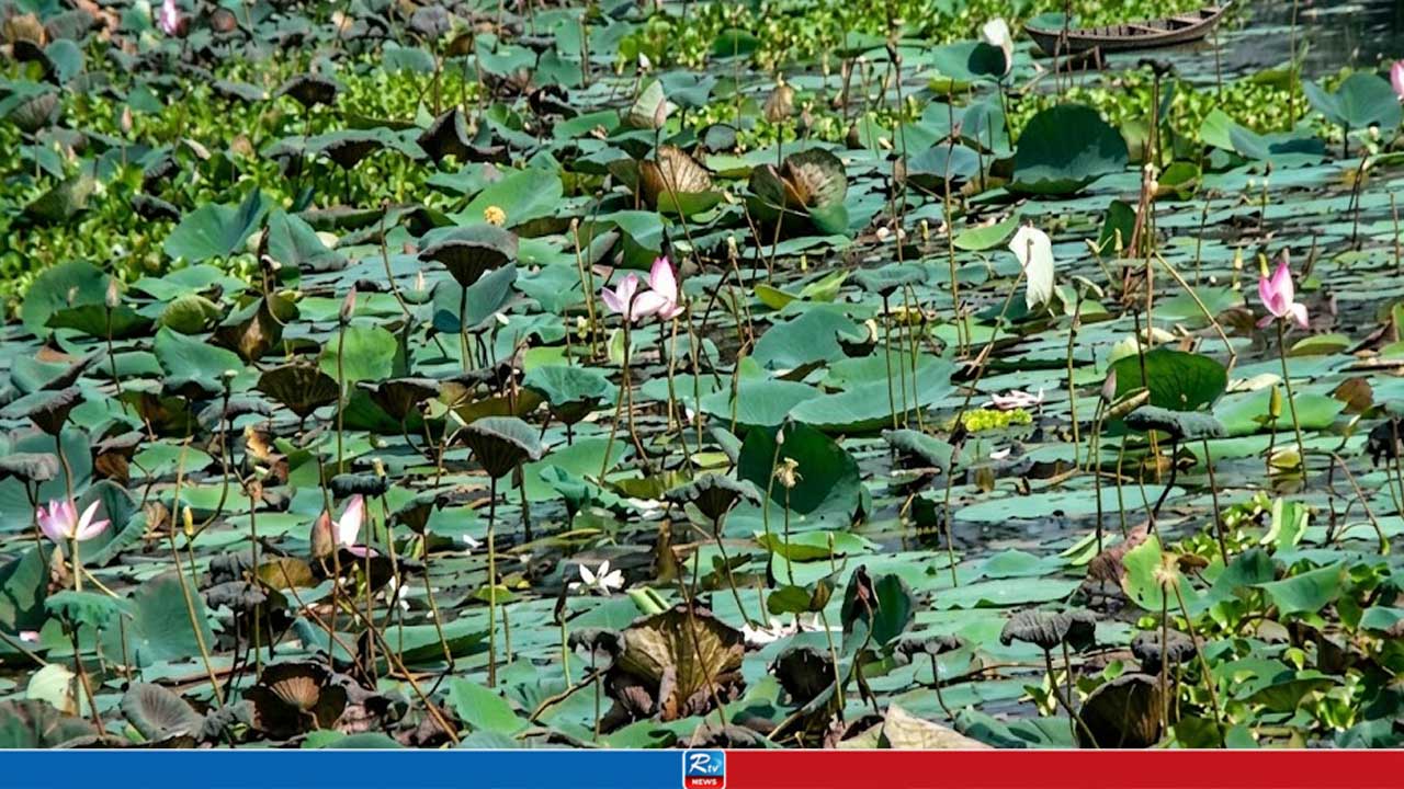 অযত্নে সৌন্দর্য হারাচ্ছে চাকিরপশার বিলের পদ্মের মেলা