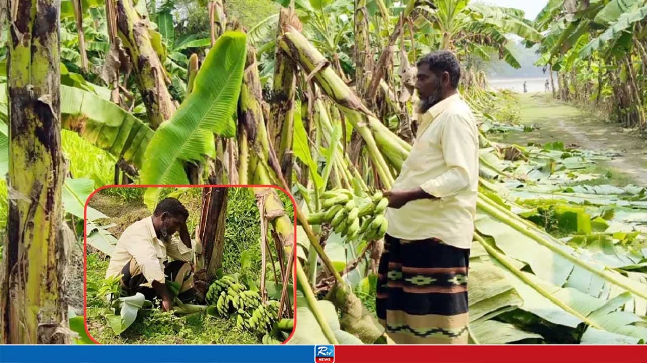 ঋণ করে গড়া কলাবাগান এক রাতেই তছনছ, দিশেহারা কৃষক