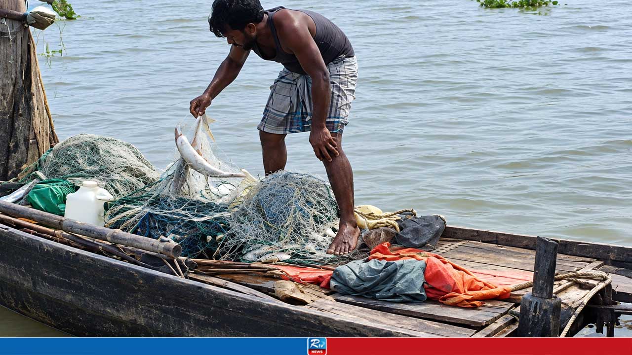 নিষেধাজ্ঞা উপেক্ষা করে পদ্মায় চলছে মা ইলিশ নিধন, প্রকাশ্যেই বিক্রি হচ্ছে পাড়ে