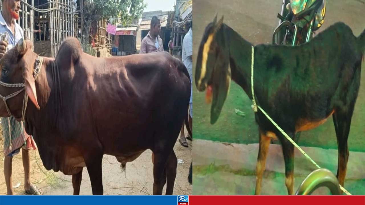 হিন্দু-মুসলিম সম্প্রীতি অটুট রাখতে জবিতে গরু সঙ্গে কেনা হল খাসিও