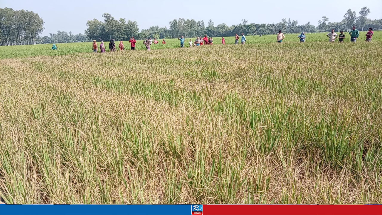 ‘গভীর রাতে’ ধানক্ষেতে কীটনাশক স্প্রে, কৃষকের মাথায় হাত