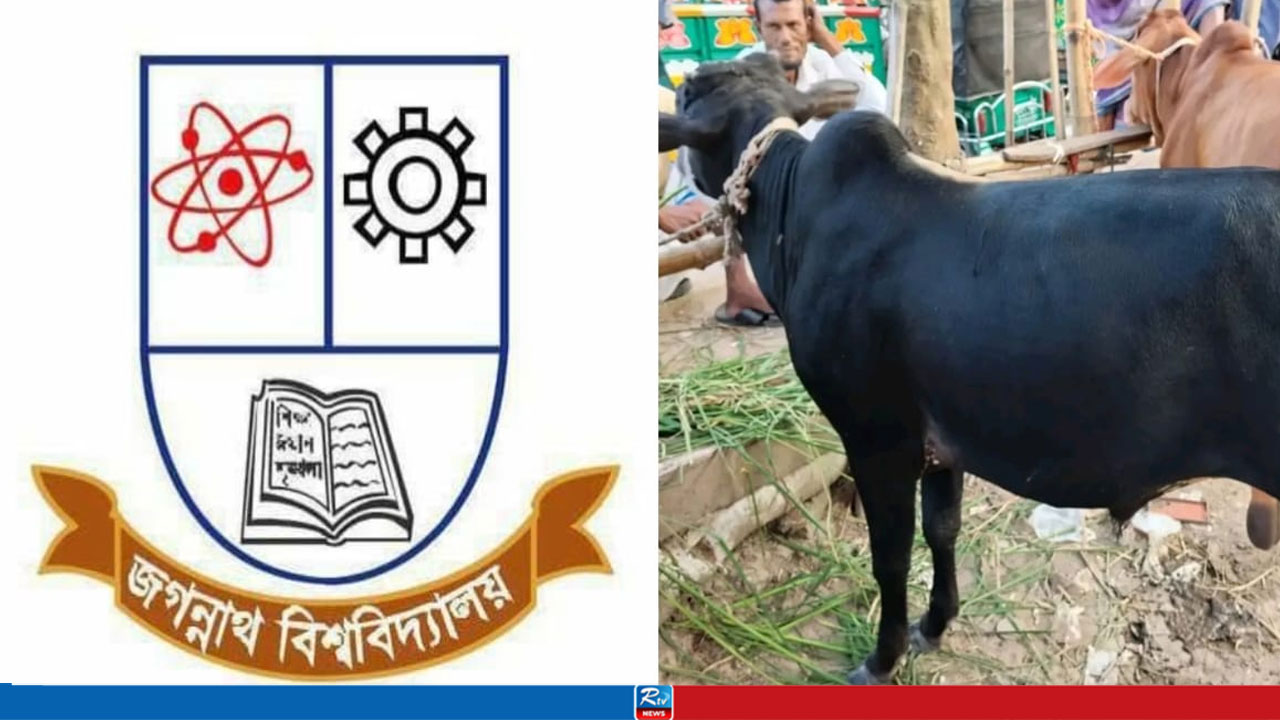 জবিতে শনিবারেও গরুভোজ, থাকছে কাওয়ালি সন্ধ্যা