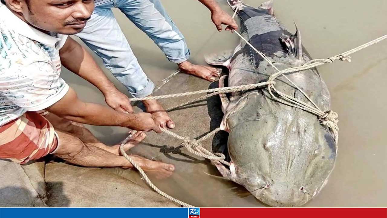 জেলের জালে ৯০ কেজির বাঘাইড়, দাম আকাশ ছোঁয়া