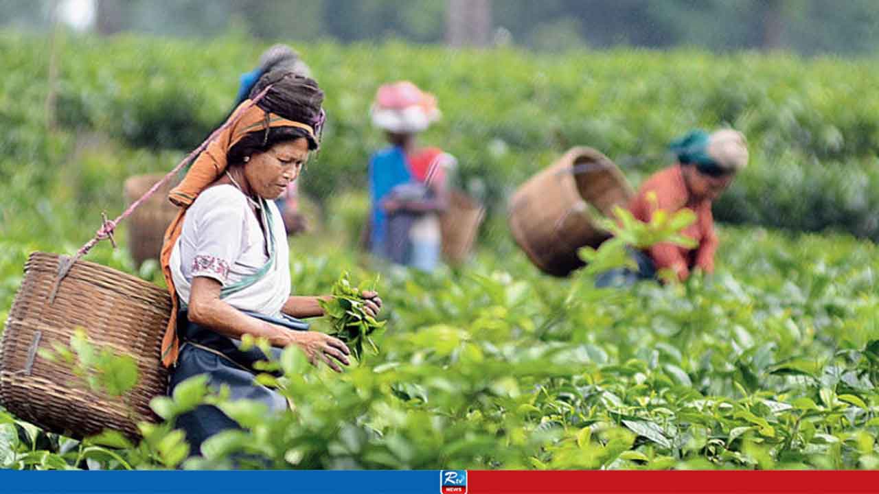 চা খাতের উন্নয়নে সরকারের ‘বড় পরিকল্পনা’