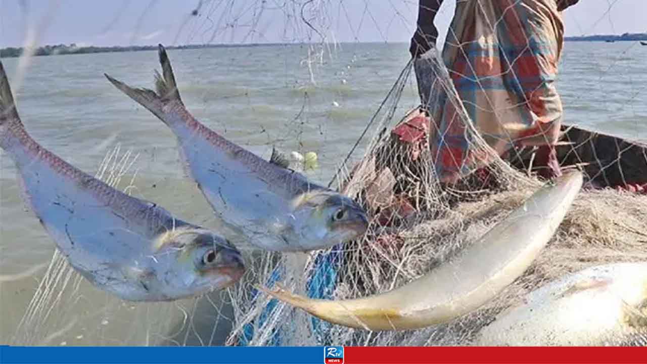 মা ইলিশ সংরক্ষণে ১১১ এমপিকে নির্দেশনা