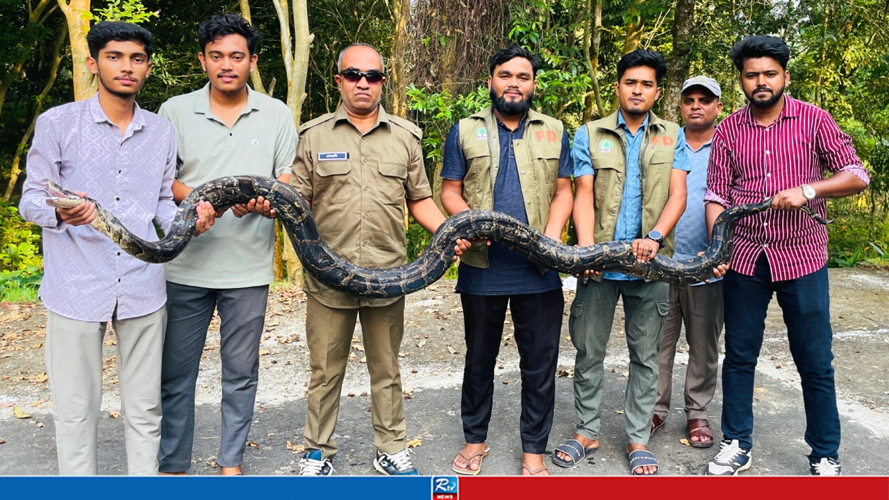পুকুরে মিলল ১২ ফুটের অজগর, ওজন ৩০ কেজি