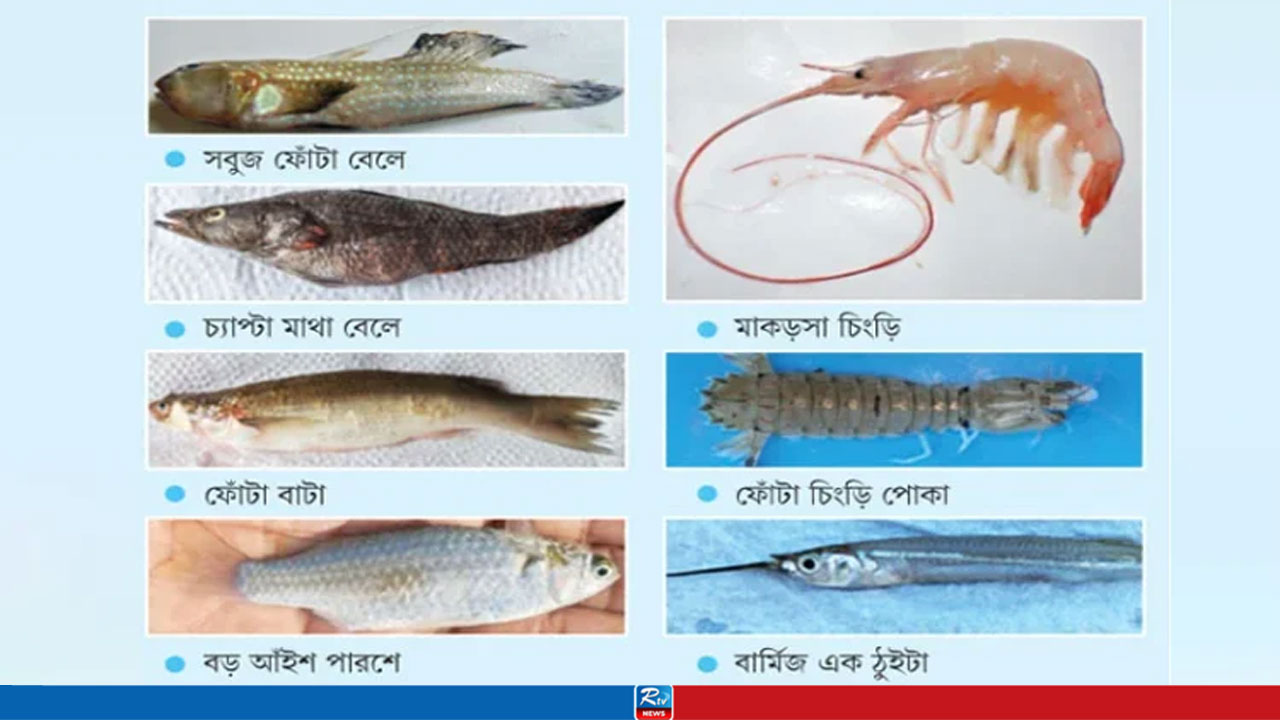 আন্তর্জাতিক জিন ব্যাংকে যুক্ত হচ্ছে সুন্দরবনের ৭ জলজ প্রজাতির ডিএনএ সিকোয়েন্স